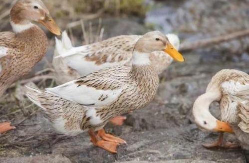 鸭子国产视频,鸭子的趣味生活大揭秘  第3张 鸭子国产视频,鸭子的趣味生活大揭秘  第3张